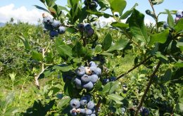 Afacere afine plantatie
