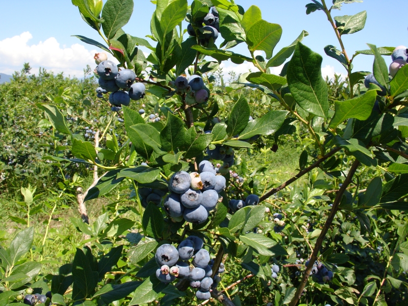 Afacere afine plantatie